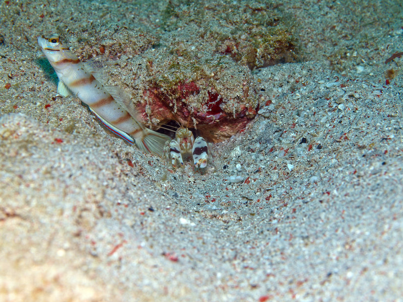 Goby, Sabang Wreck, Commensal Shrimp